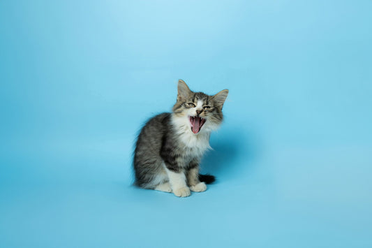 Kitten with mouth open showing teeth on a blue background, illustrating reasons why do cats bite