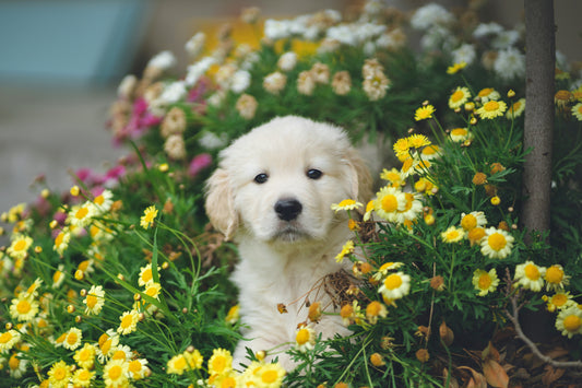 girl puppy in flowers with unique girl dog name