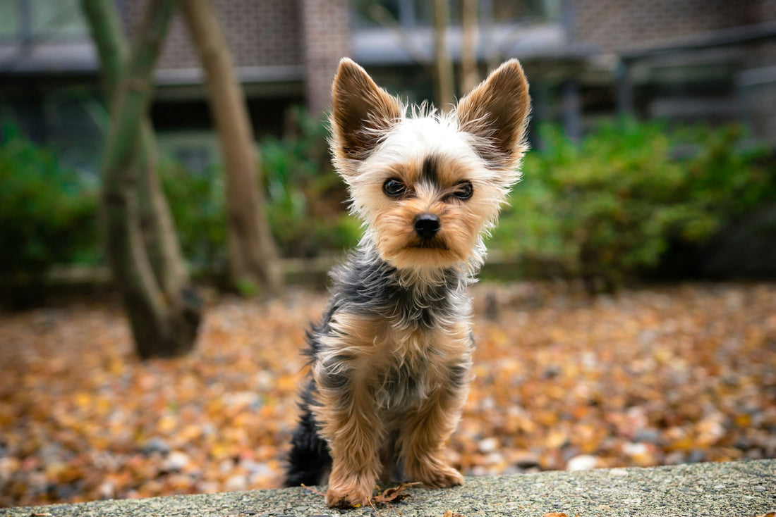 The yorkshire terrier, a top healthiest dog breed that don't shed