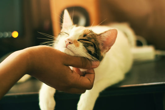 Automatic Clean Cat Litter Box: Revolutionizing Pet Care