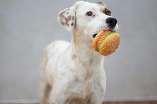 Dog holding a toy hamburger, highlighting the importance of knowing which foods, unlike grapes, are safe for dogs to play with and eat.