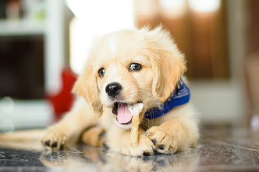 Golden retriever puppy chewing a bone, illustrating the stage when puppies lose their baby teeth